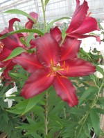 [5553 PO56 Avinger No02.JPG]